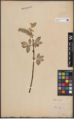 Foto von Salix caprea L.